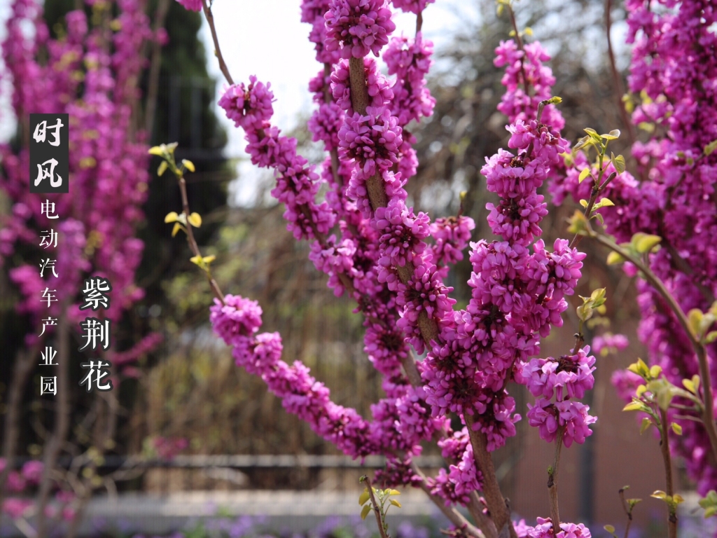 紫；；；；；；